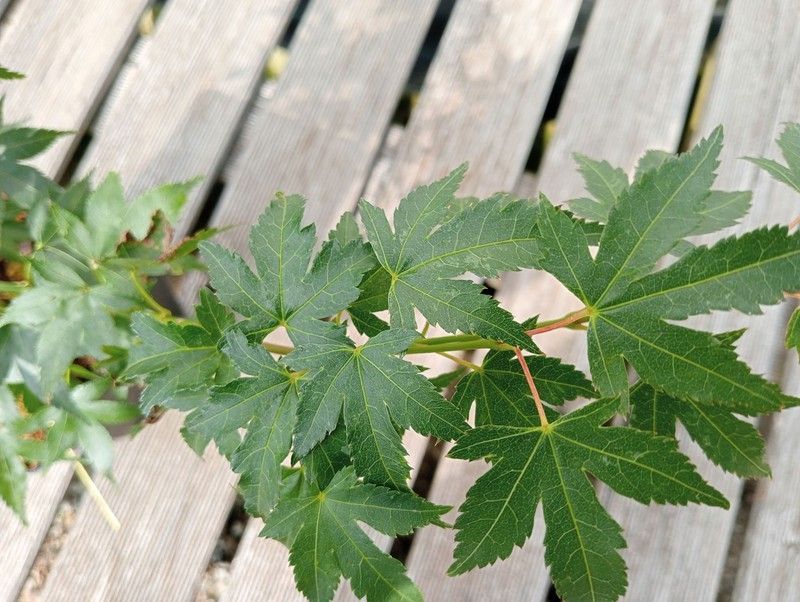 Acer palmatum "Peve multicolor"