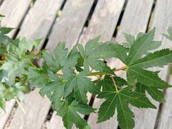 Acer palmatum "Peve multicolor"