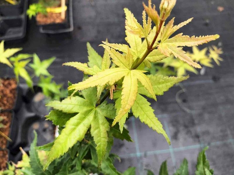 Acer palmatum "Phoenix"