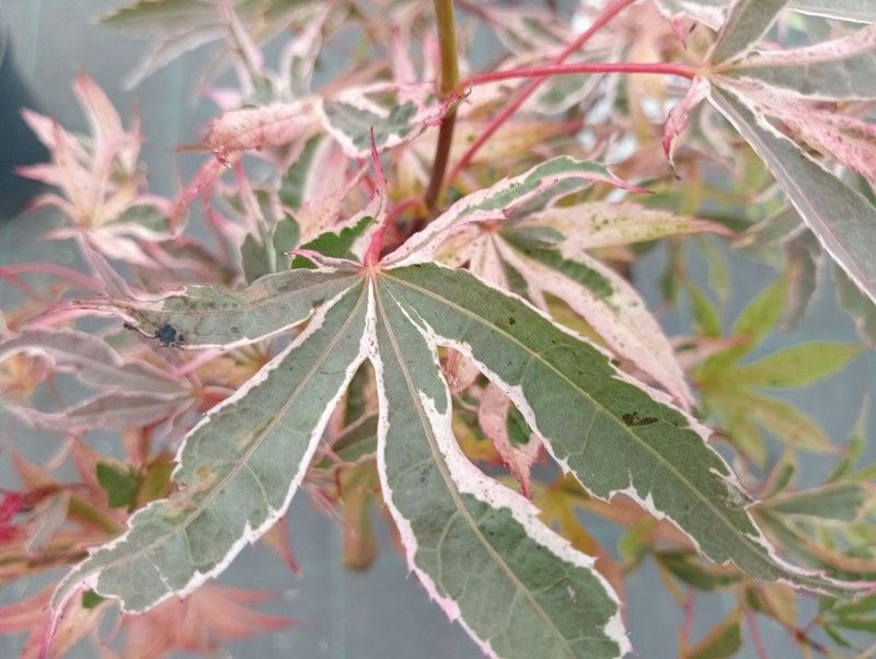 Acer palmatum "Pink passion" o "Shirazz"