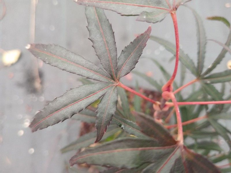 Acer palmatum "Pung kil"