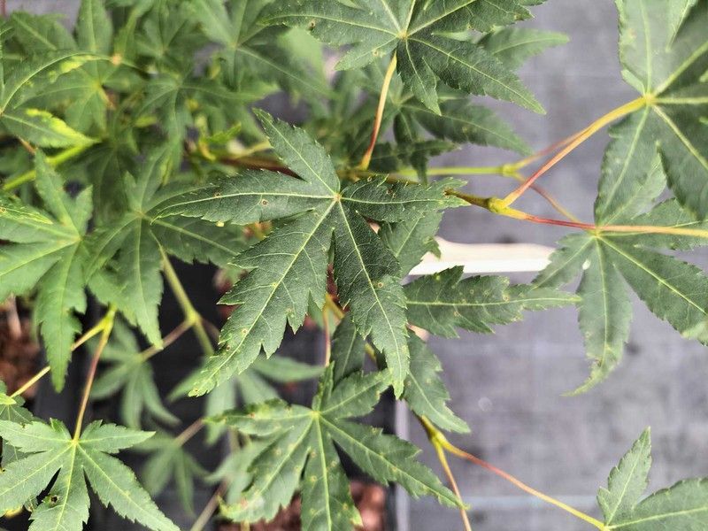 Acer palmatum "Ryu Sei"