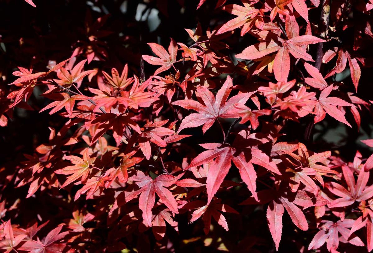Acer palmatum "Twombly's red sentinel"