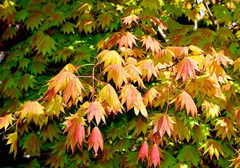 Acer shirasawanum "Moonrise" – Arce shirasawanum Moonrise