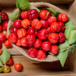 Acerolo Crataegus Azarolus