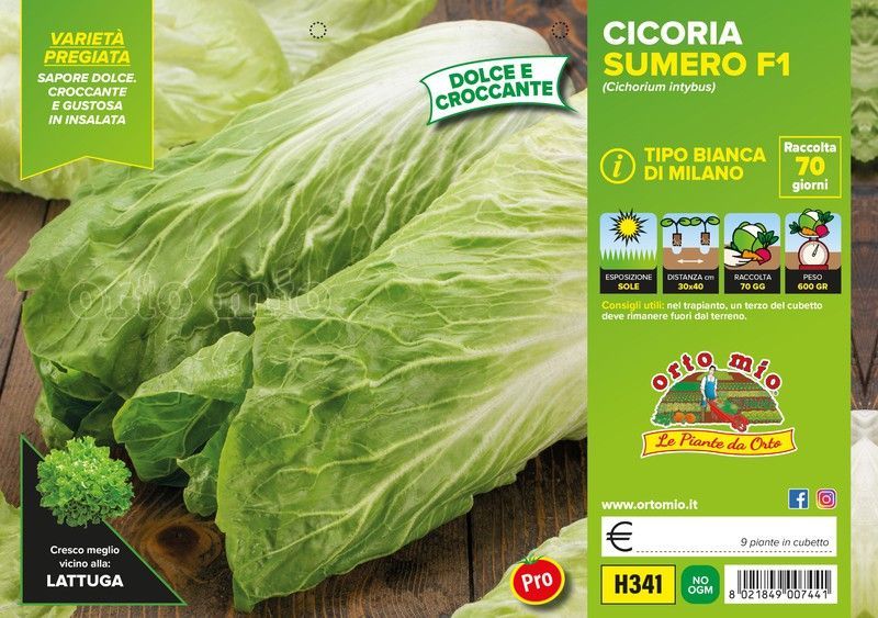 Achicoria Blanca De Milan Pluto 9 Plantas en Pack