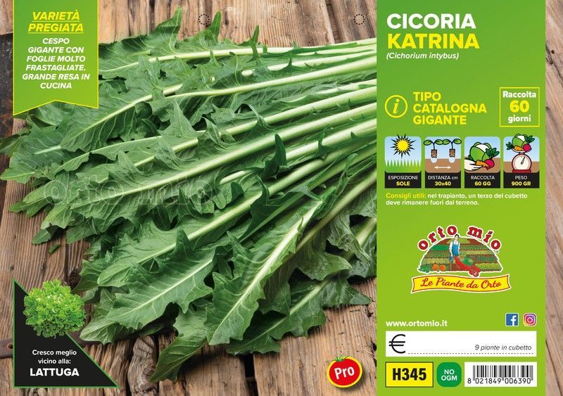 Achicoria Catalonia Gigante Katrina 9  Plantas En Pack
