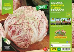 Achicoria Moteada Luisa Procoz 9 Plantas En Pack