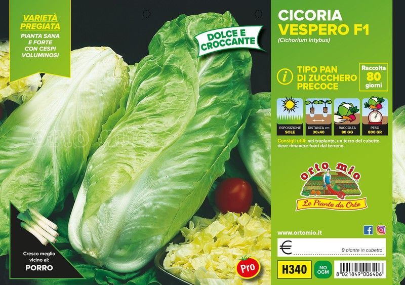 Achicoria Pan de Azúcar Precoz Vespero 9 Plantas en Pack