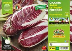 Achicoria Roja Traviso Procoz 9 plantas en pack