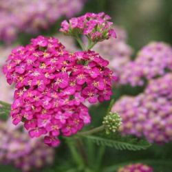 Achillea Millefolium Caja 6 uds.