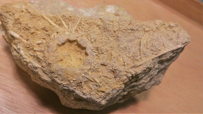 Acrosalenia hemicidaroides (con crinoideo)