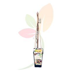 ACTINIDIA "HAYWARD" (KIWI) HEMBRA