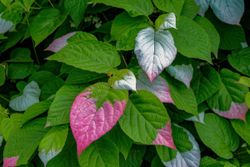 Actinidia kolomikta - kiwi siberiano