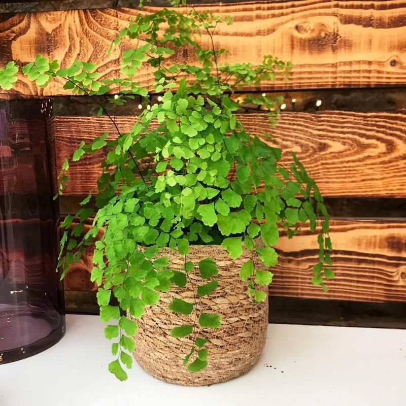 Adiantum en macetero de mimbre