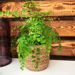 Adiantum en macetero de mimbre