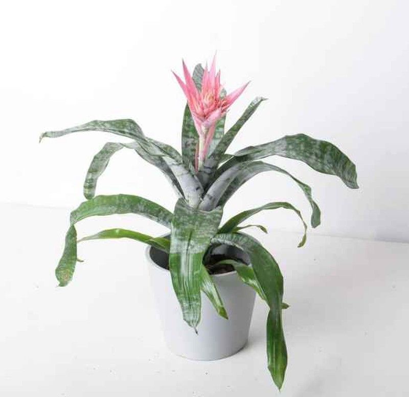 Aechmea Fasciata