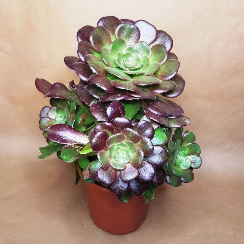 Aeonium Atropurpureum