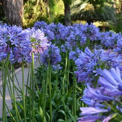 Agapanthus Africanus Caja 4 uds.