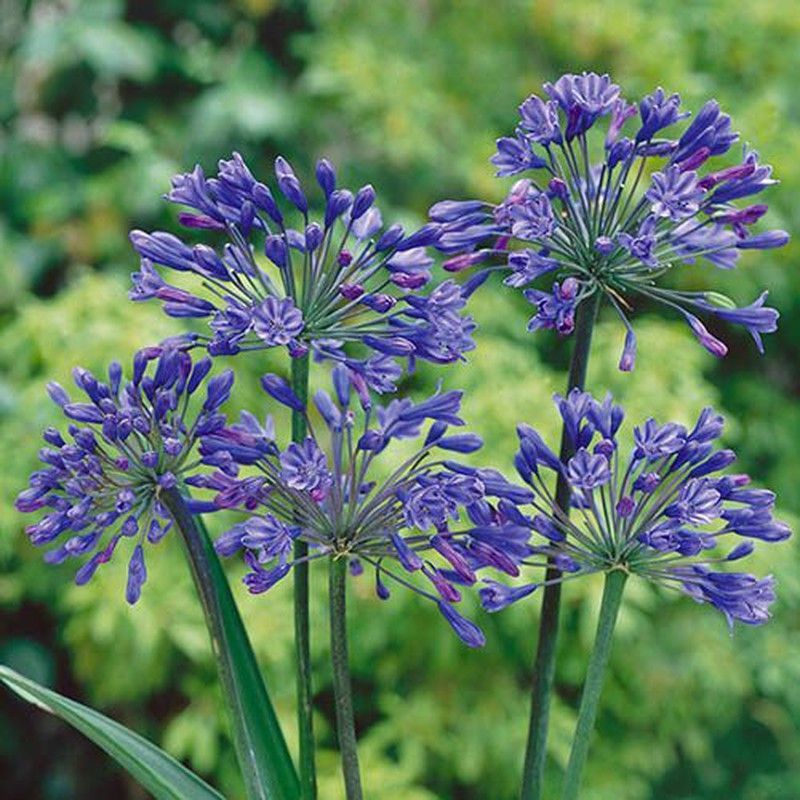 Agapanthus Africanus Mini Caja 6 uds.