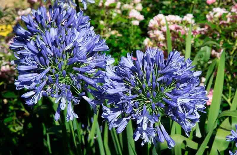 Agapanto azul, flor del amor azul, Agapanthus africanus