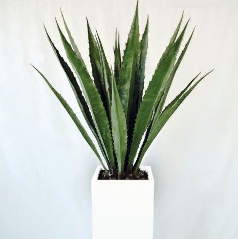 Agave Arificial Ignifugo