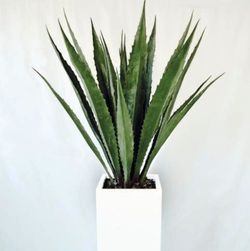 Agave Arificial Ignifugo