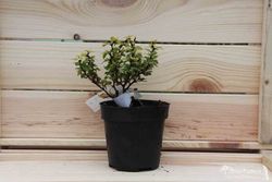 Agracejo, Berberis thunbergii 'Goldalita'