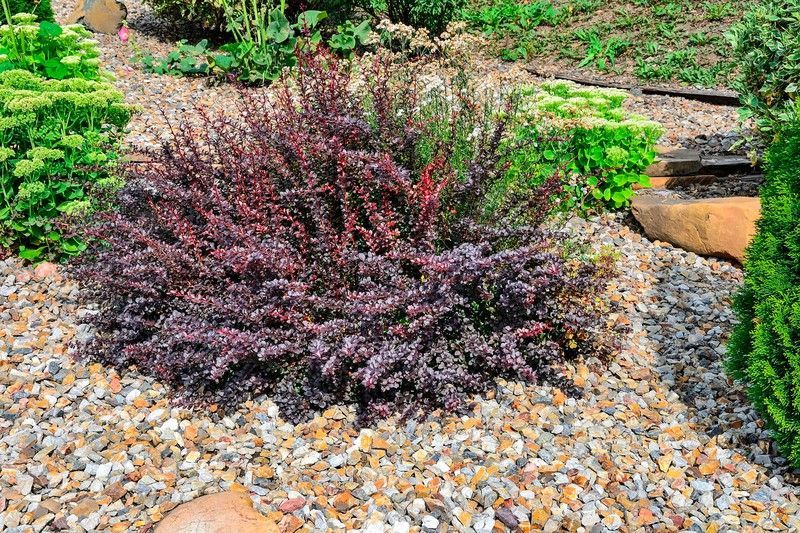 Agracejo purpura, agracejo rojo enano