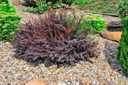 Agracejo purpura, agracejo rojo enano