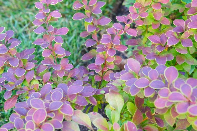 Agracejo rojo, agracejo purpura "Golden Ring"