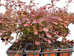 Agracejo rojo variegado, Berberis thunbergii "Pink queen"