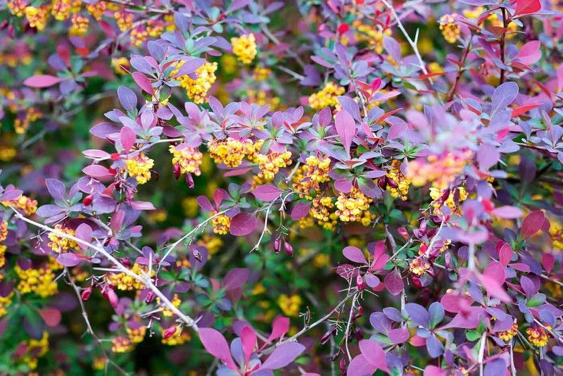 Agracejo superba, Berberis x Ottawensis 'Superba'