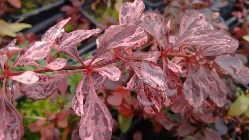 Agracejo variegado "Rose glow"