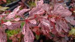 Agracejo variegado "Rose glow"