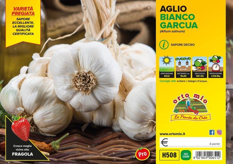 Ajo Blanco Piacentino Cerfificado 6 Plantas en Pack