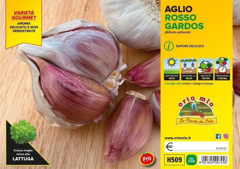 Ajo Rojo Sulmona Certificado 6 Plantas en Pack