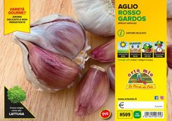 Ajo Rojo Sulmona Certificado 6 Plantas en Pack