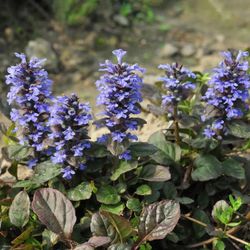 Ajuga Reptans Caja 6 uds.