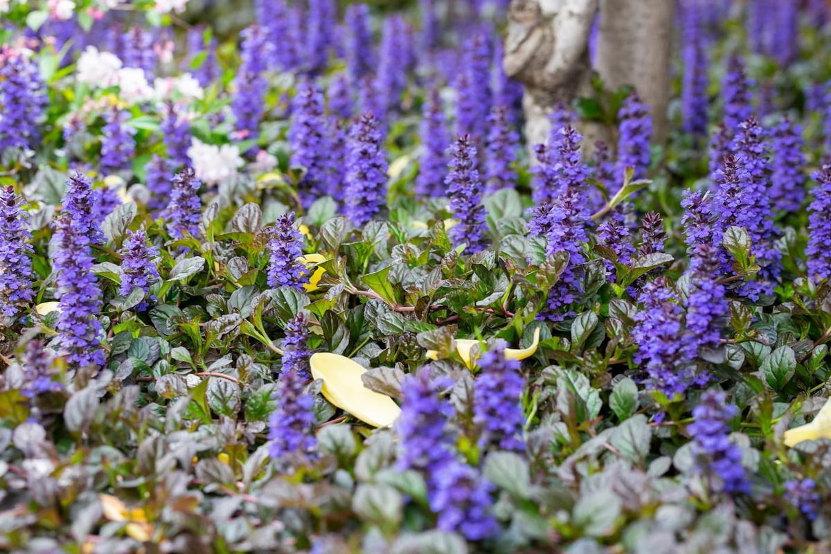 Ajuga reptans - Consuelda media