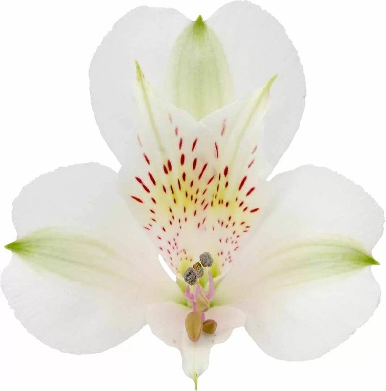 Alastroemeria Silvester 10 tallos