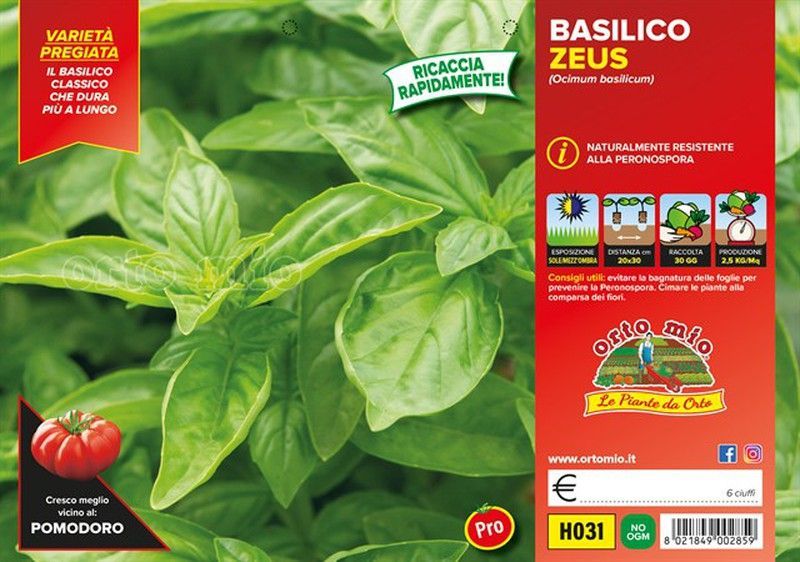Albahaca Da Vinci 6 Plantas En pack