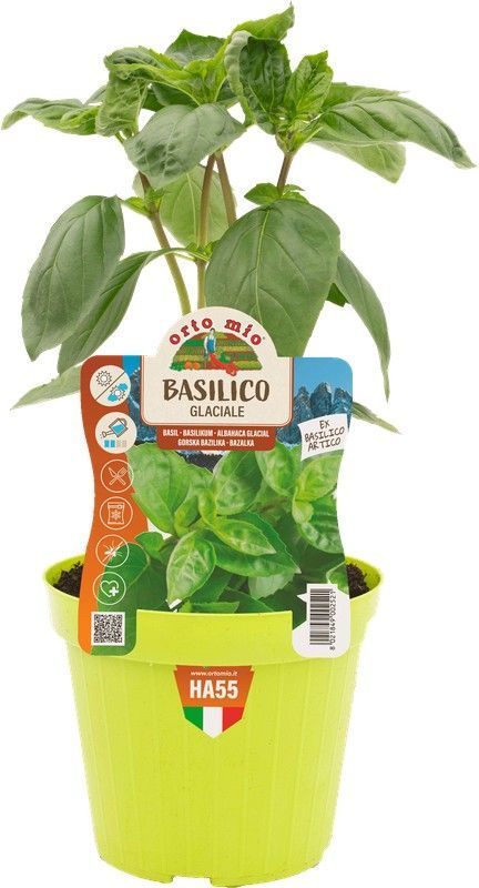 Albahaca de Monte 1 Planta M-14