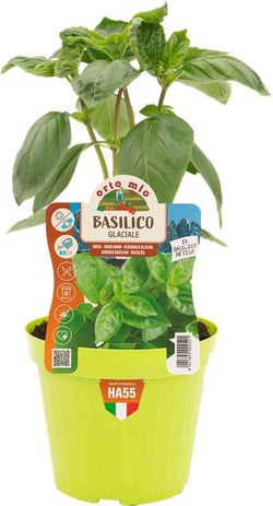 Albahaca de Monte 1 Planta M-14