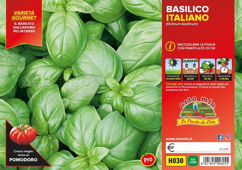 Albahaca Genovesa 6 Plantas en Pack