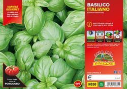 Albahaca Genovesa 6 Plantas en Pack