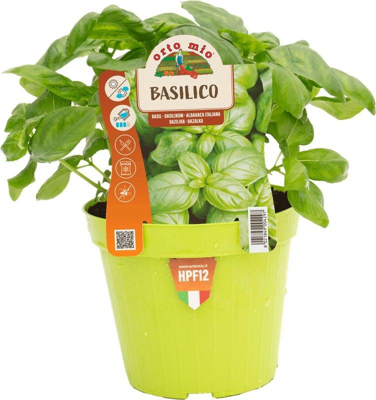 Albahaca Italiana 1 Planta en M-14