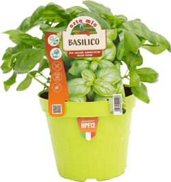 Albahaca Italiana 1 Planta en M-14