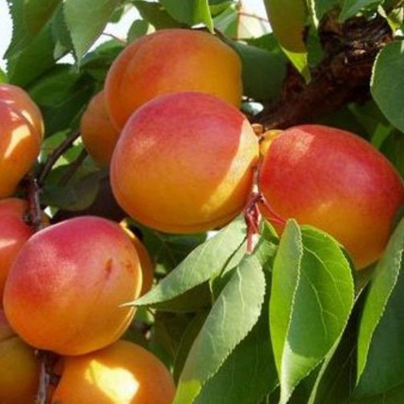 Albaricoque Bella D Imola C-24  ITALIA