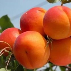 Albaricoque Bella d'Imola CT. 42 ITALIA